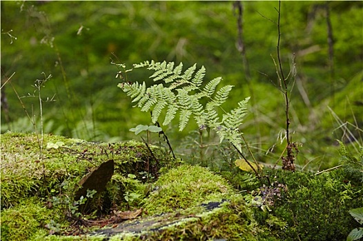 蕨类,苔藓