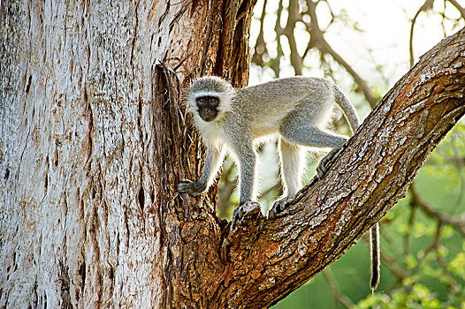 长尾黑颚猴,克鲁格国家公园,南非