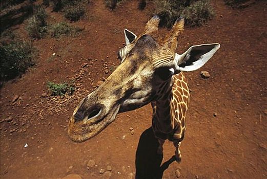 长颈鹿,头部,特写,哺乳动物,肯尼亚,非洲,动物