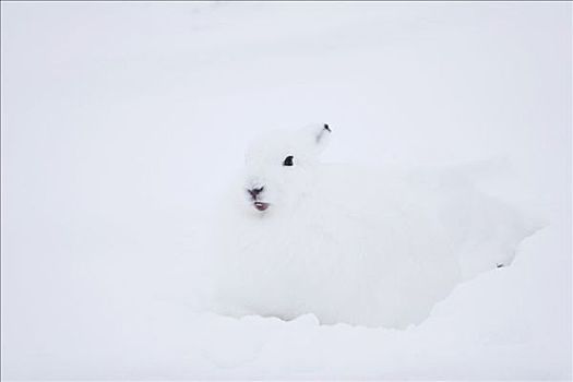 雪兔,兔属,丘吉尔市,曼尼托巴,加拿大