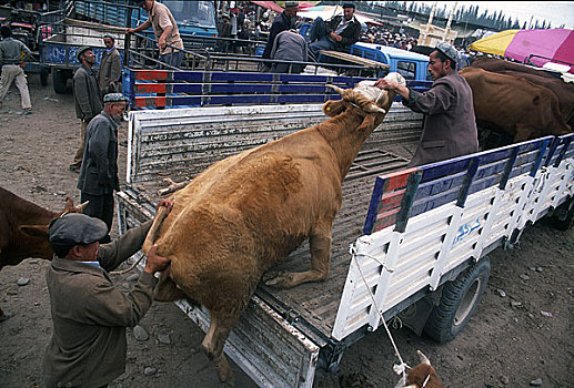 新疆喀什,牲畜,巴扎