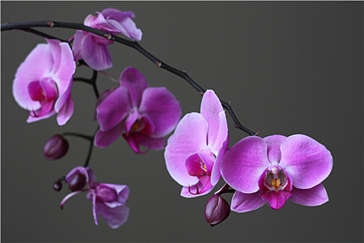 紫色,兰花,蝴蝶兰属,禅,花