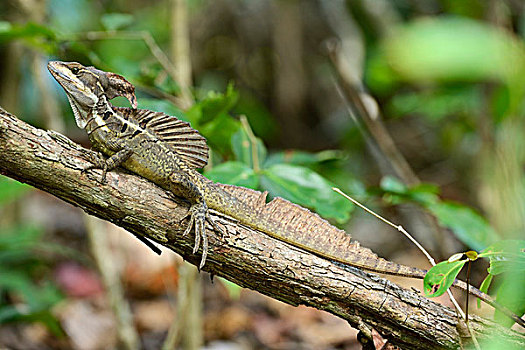 普通,雄性,栖息,枝头,曼纽尔安东尼奥国家公园,哥斯达黎加,中美洲