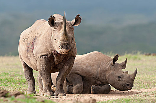 黑犀牛,母亲,幼兽,牧场,肯尼亚