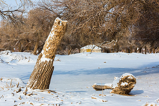 胡杨林,冬季,雪景