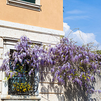 花,紫藤,植物,墙壁,城市,房子