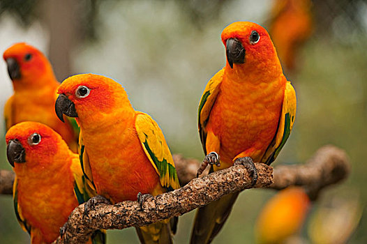 橙色,长尾鹦鹉,清迈,泰国