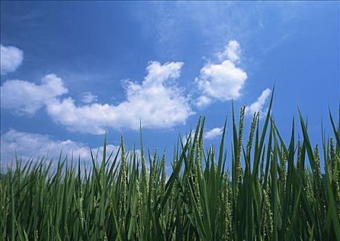 水稻,天空