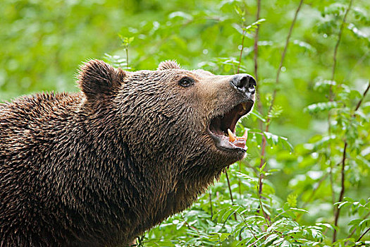 欧洲,棕熊,熊,巴伐利亚森林国家公园,巴伐利亚,德国