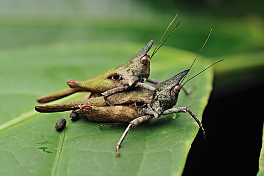 蝗虫,丹浓谷保护区,婆罗洲,马来西亚