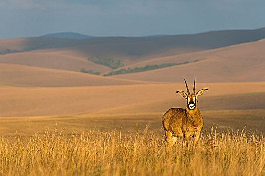 羚羊,国家公园,马拉维,非洲