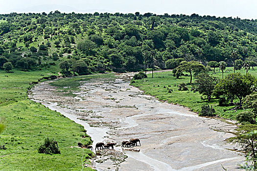 非洲象,塔兰吉雷国家公园,坦桑尼亚,非洲