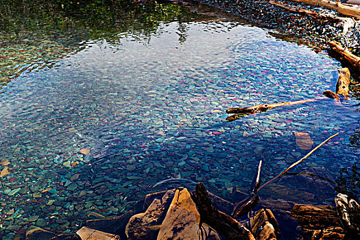 水塘,鹅卵石,冰川国家公园,蒙大拿,美国