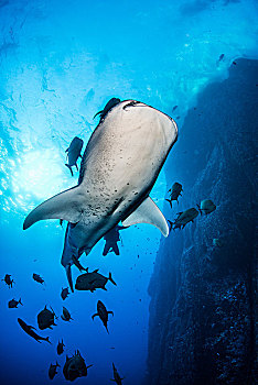 鲸鲨,游动,挨着,石头,顶峰,科利马,墨西哥