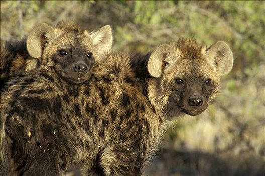两个,年轻,斑点土狼,斑鬣狗,肖像,埃托沙国家公园,纳米比亚