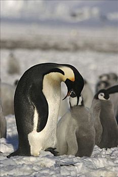 帝企鹅,父母,喂食,幼禽,罗斯海,南极