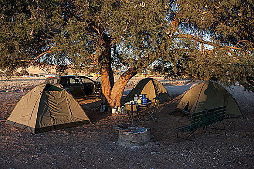 帐篷,骆驼,刺,树,塞斯瑞姆,露营,纳米比亚,非洲