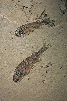 甘肃博物馆内展出鱼化石