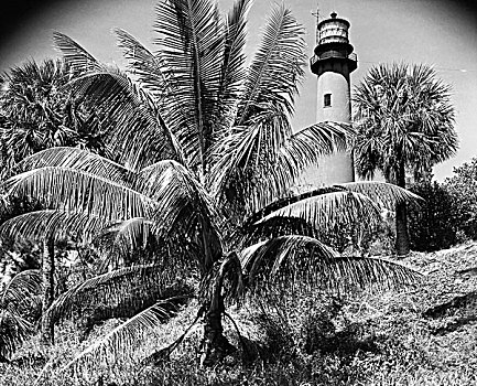 棕榈树,正面,灯塔,小湾,佛罗里达,美国