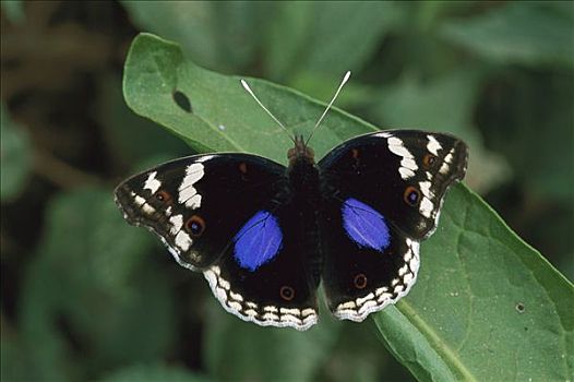 蛱蝶科,国家级保护区,乌干达