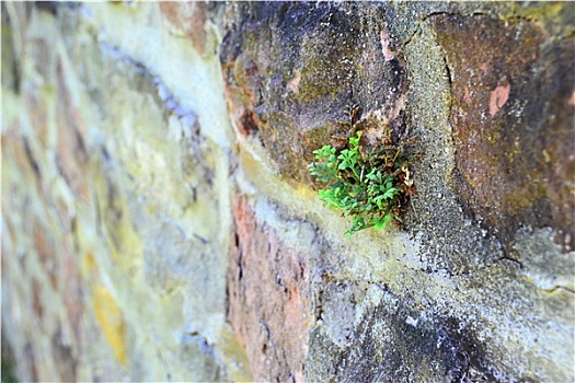 植物,墙