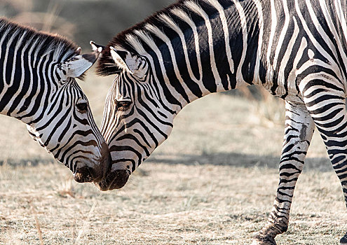 斑马,面对面,南卢安瓜国家公园,赞比亚,非洲