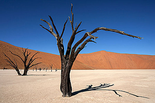 死,骆驼,刺,树,沙丘,盐,粘土,死亡谷,索苏维来地区,纳米布沙漠,纳米比诺克陆夫国家公园,纳米比亚,非洲