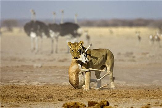 狮子,雌狮,跳羚,马卡迪卡迪盐沼,国家公园,博茨瓦纳,非洲