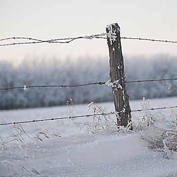 曼尼托巴,加拿大,刺铁丝网,雪地,冬天