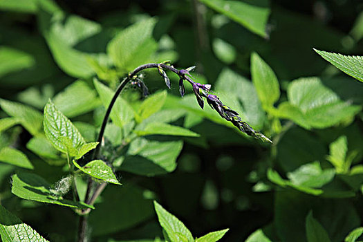 深蓝鼠尾草