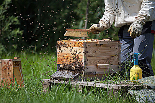 腹部,养蜂人,刷,蜜蜂,蜂窝,农场