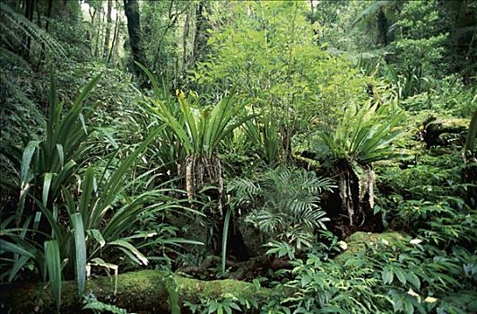 矮树丛,温带雨林,国家公园,昆士兰,澳大利亚