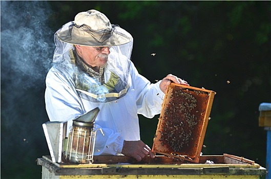 老人,养蜂人,制作,察看,蜂场,夏季