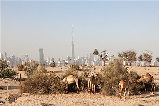 骆驼,沙漠,迪拜,哈利法,背景,阿联酋
