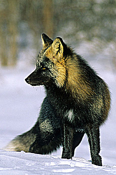 成年,红狐,狐属,彩色,阶段,冬天,北方,萨斯喀彻温,加拿大