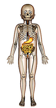 身体部位,儿童,消化,器械