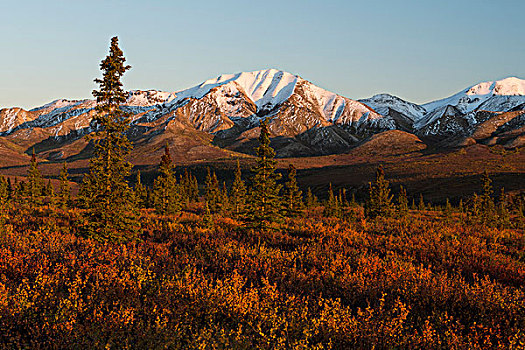 秋天,苔原,德纳里峰国家公园,阿拉斯加,美国,北美