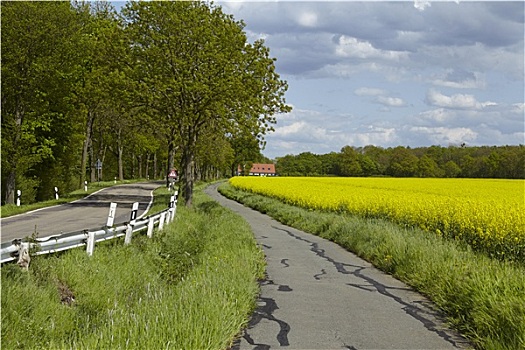 自行车道,树,花,黄色,菜籽,地点