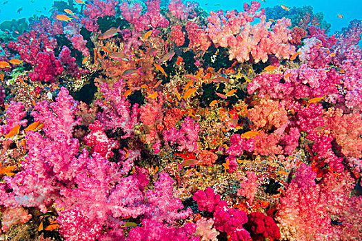 南太平洋,斐济,维提岛,水,珊瑚礁,多彩,软珊瑚
