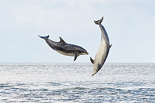宽吻海豚,海豚,两个,成年人,黑色,岛,海鳗,苏格兰,英国,欧洲