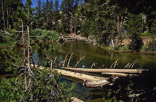 河,流动,树林,印尤国家森林,加利福尼亚,美国