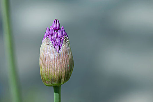 特写,紫花,盛开,湖,木,安大略省,加拿大