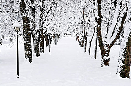 道路,冬天,公园
