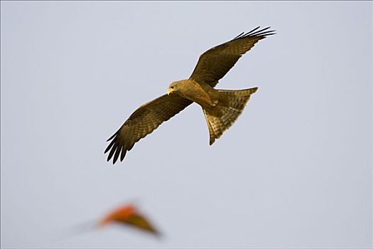 黑鸢,猎捕,食蜂鸟,赞比西河,纳米比亚,非洲