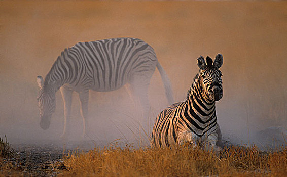 平原斑马,斑马,马,埃托沙国家公园,南非,非洲
