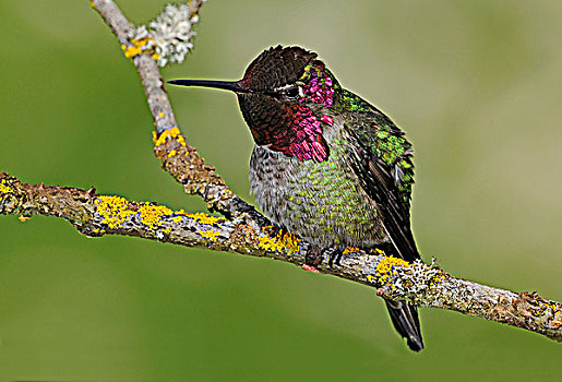 雄性,蜂鸟,栖息,维多利亚,温哥华岛,不列颠哥伦比亚省,加拿大