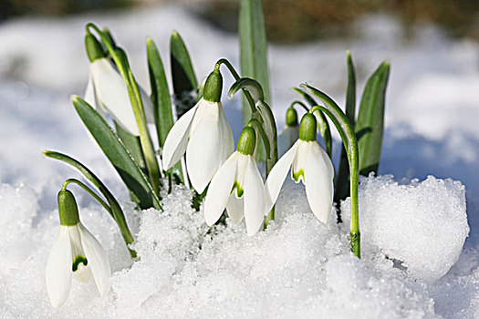 雪花莲,雪中