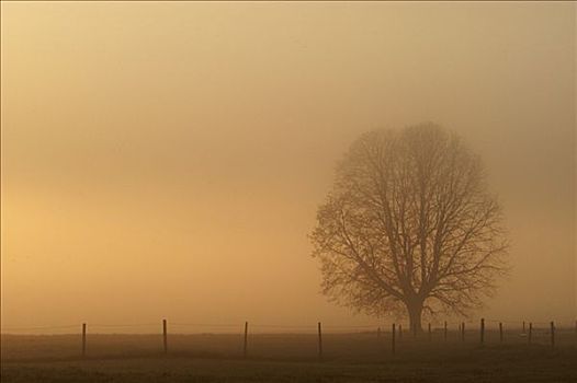 孤树,雾,日出,上巴伐利亚,巴伐利亚,德国