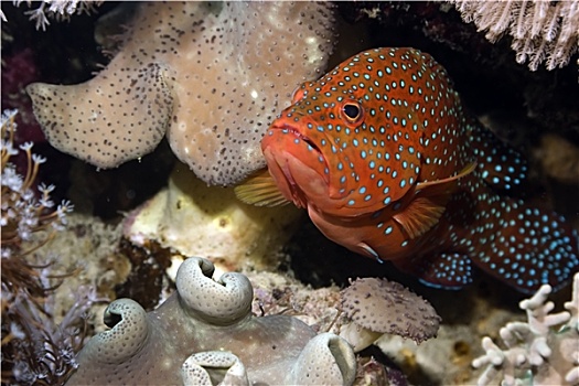 珊瑚,石斑鱼