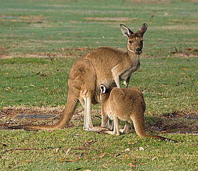 西部灰袋鼠,女性,哺乳,幼兽,山谷,纪念公园,佩思,西澳大利亚州,澳大利亚